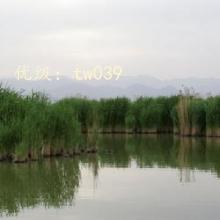 ǰ