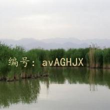 ƻ