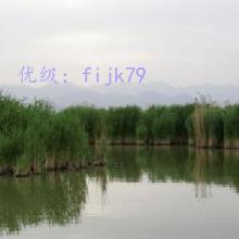 ǰ